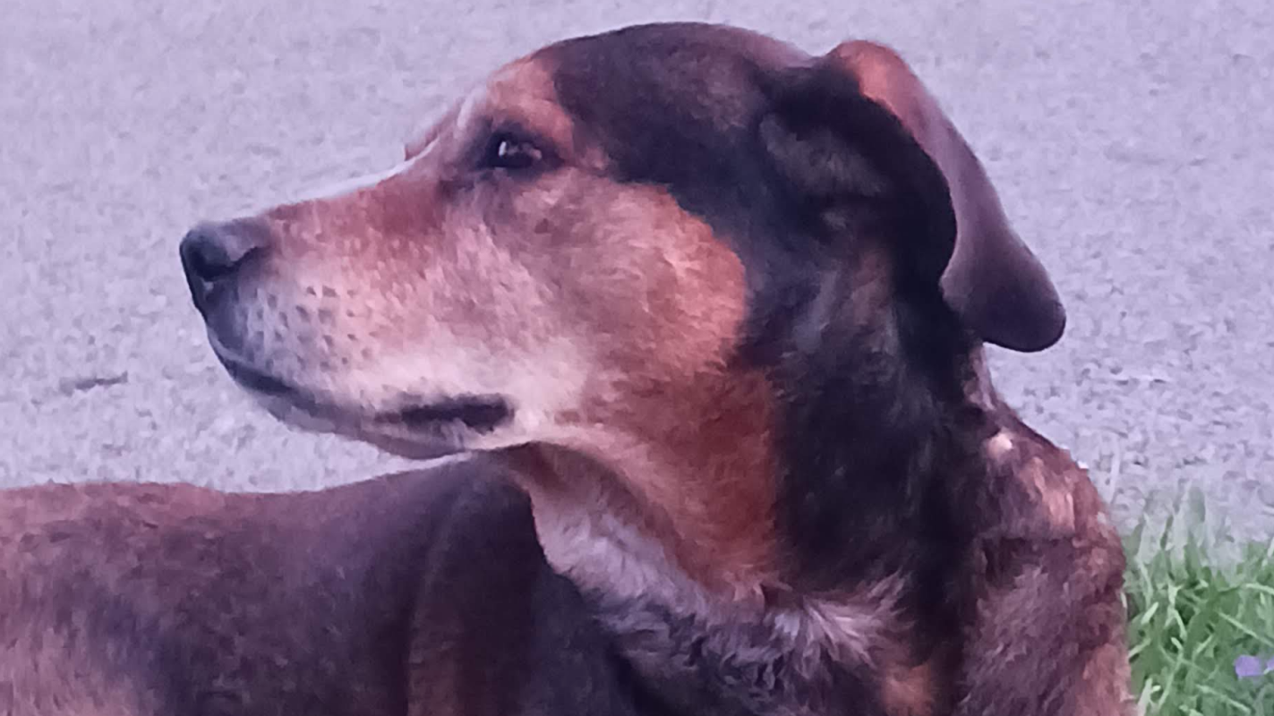 Surgery for my dog