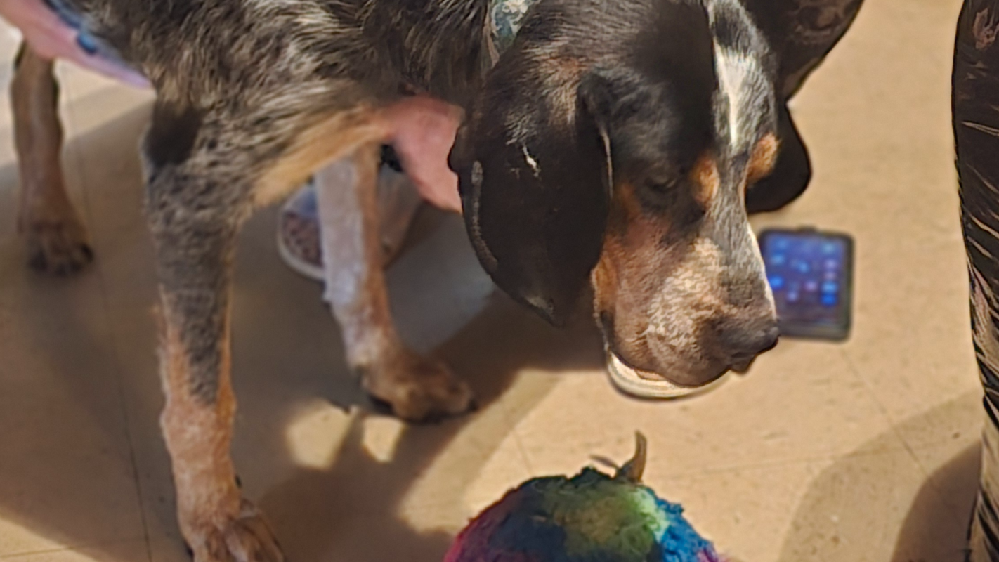 Senior Rescue blue healer/hound