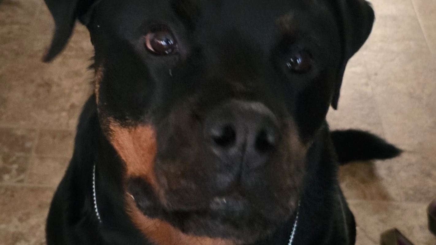 Lila Freya ACL SURGERY