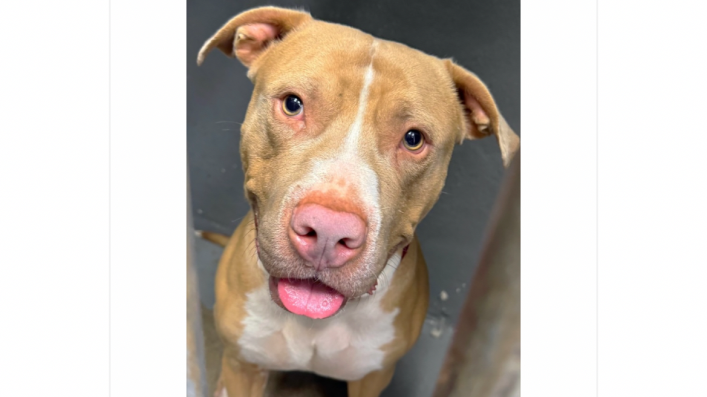 Specialized Quarantine for a Sweet Dog named Falcon affectionately known as Boo-Boo