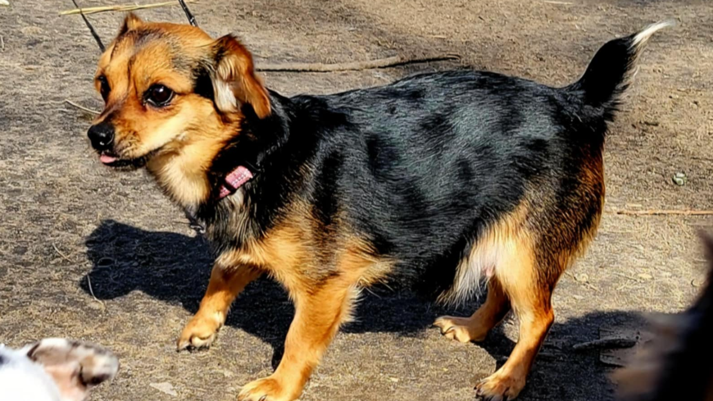 Please help us save Nina