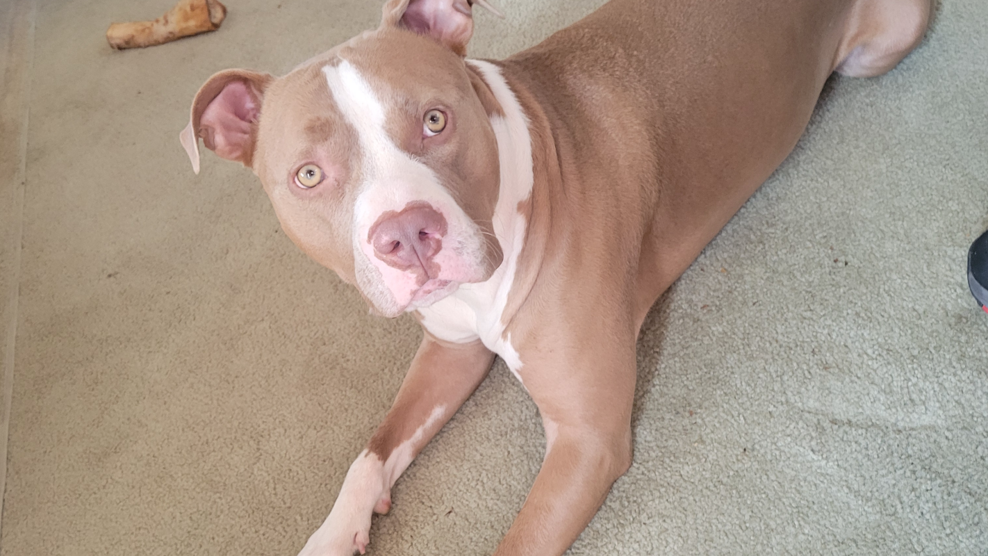 Help a disabled guy and his service dog
