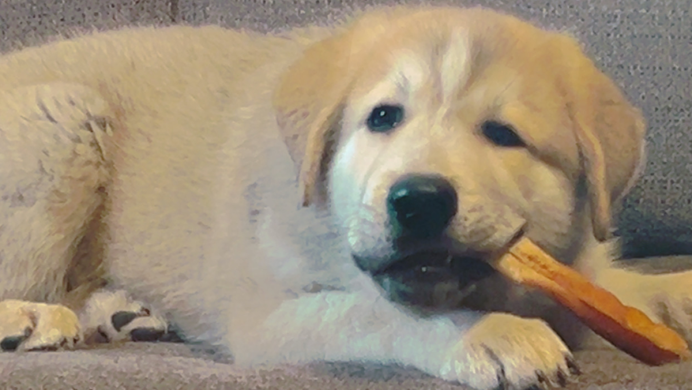 Gar-Bear Leg Amputation