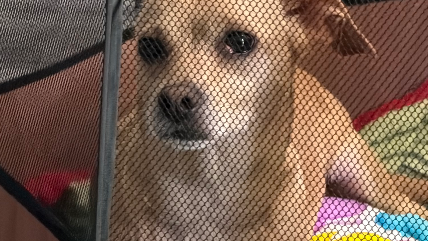 Dog with IVDD