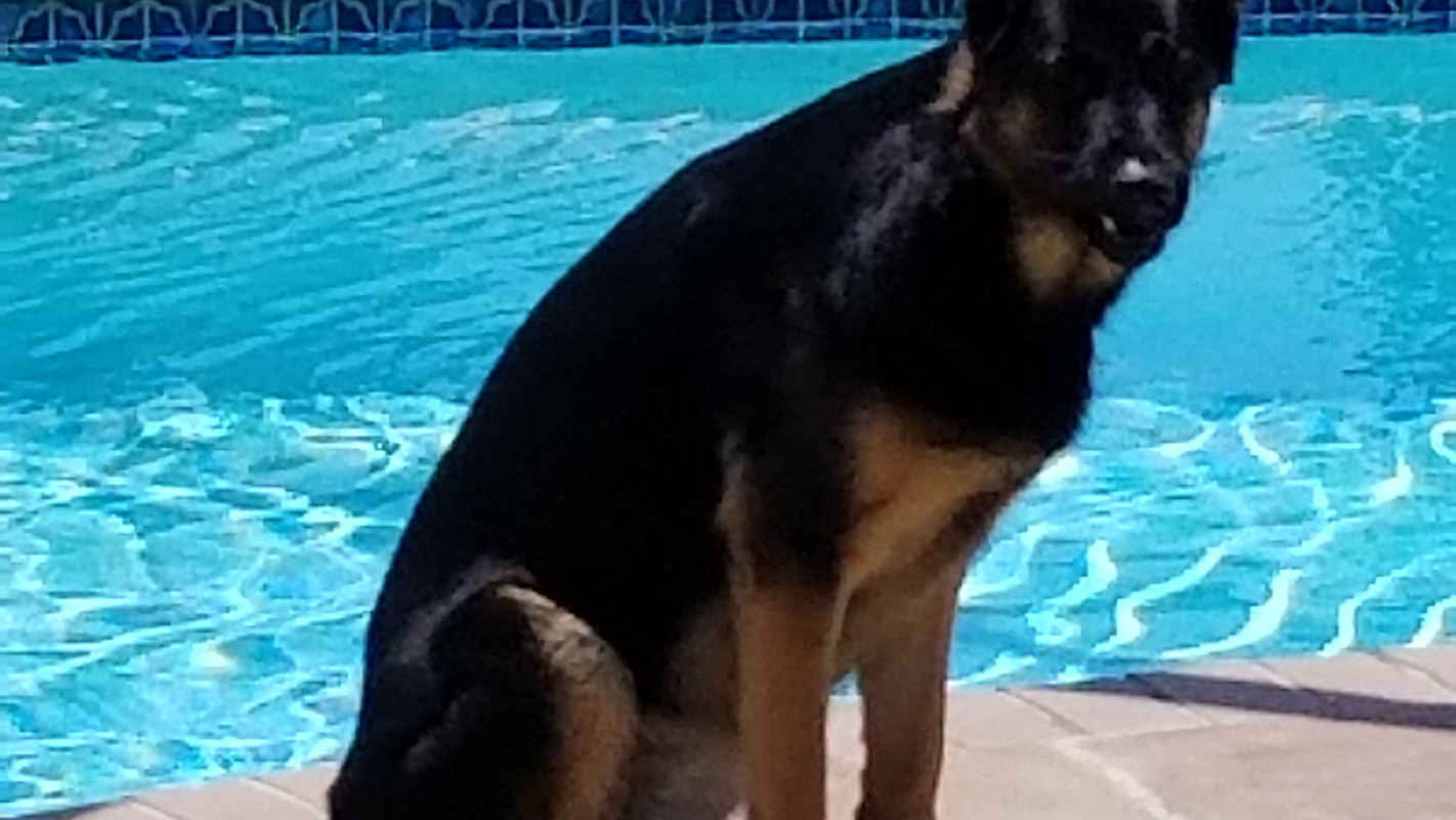 My canine german shepherd my help dog