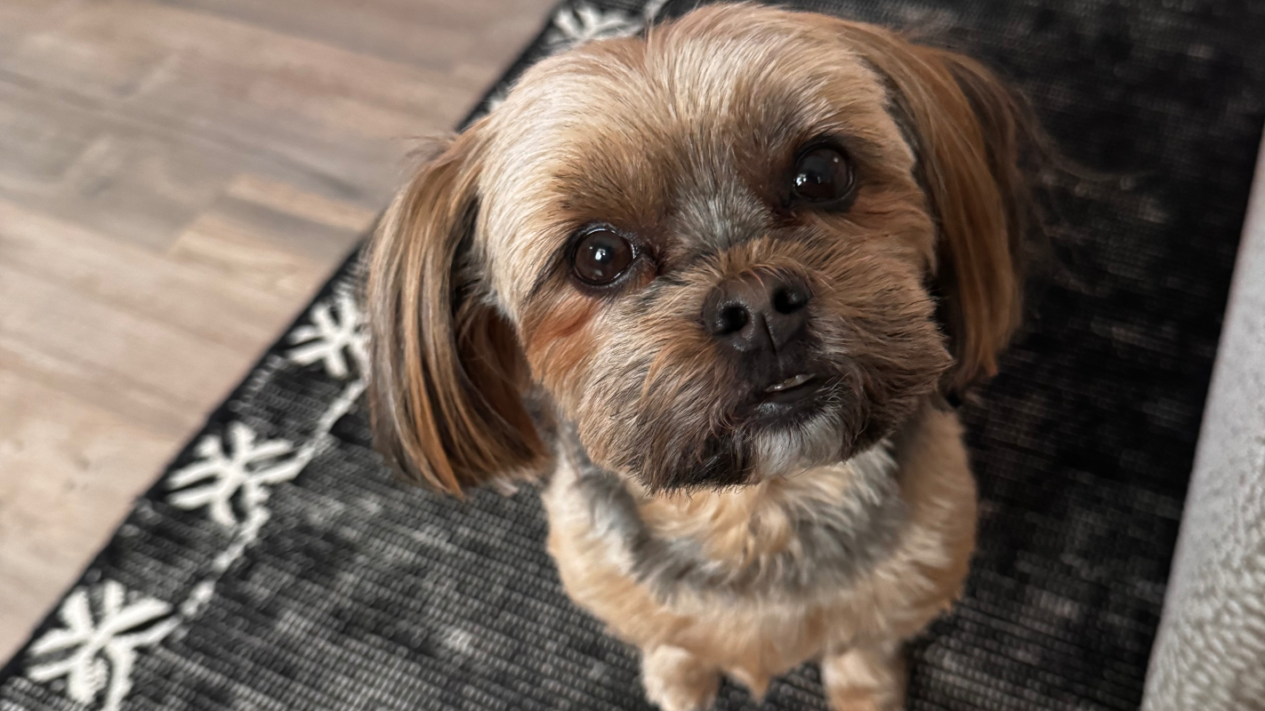 Mimi the Shorkie: Dental Needs