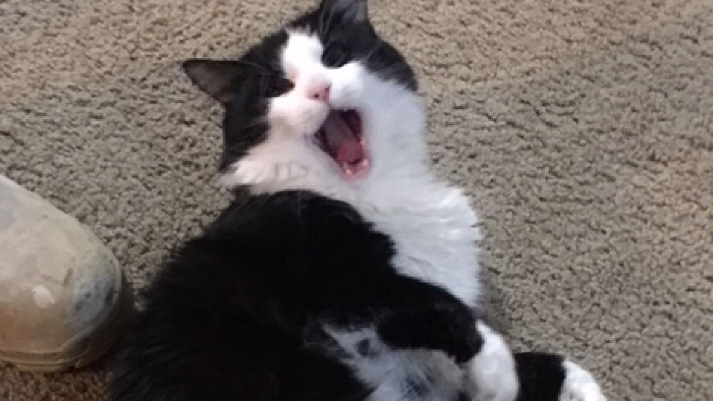 Oklahoma Joe relocation