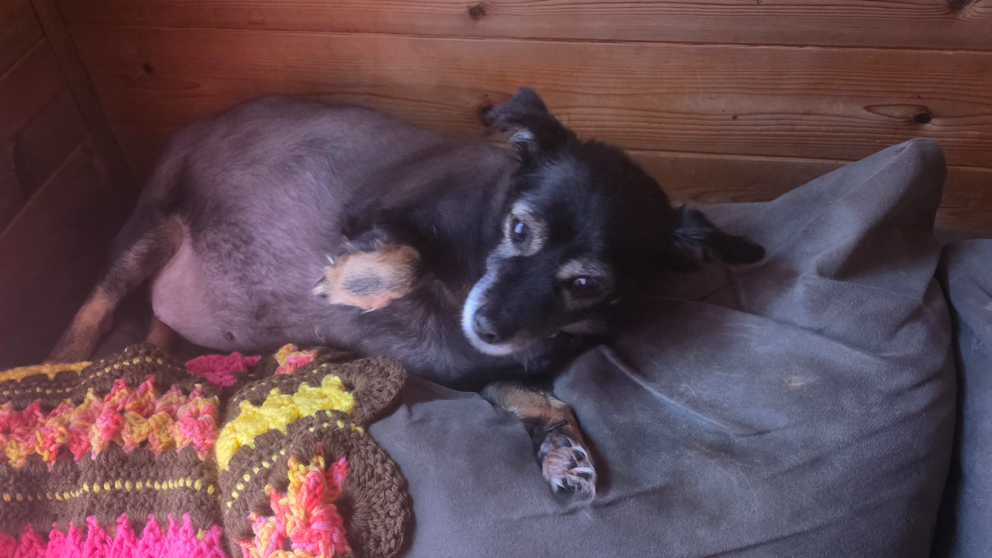 Help Rosie pay for a veterinary visit & bills