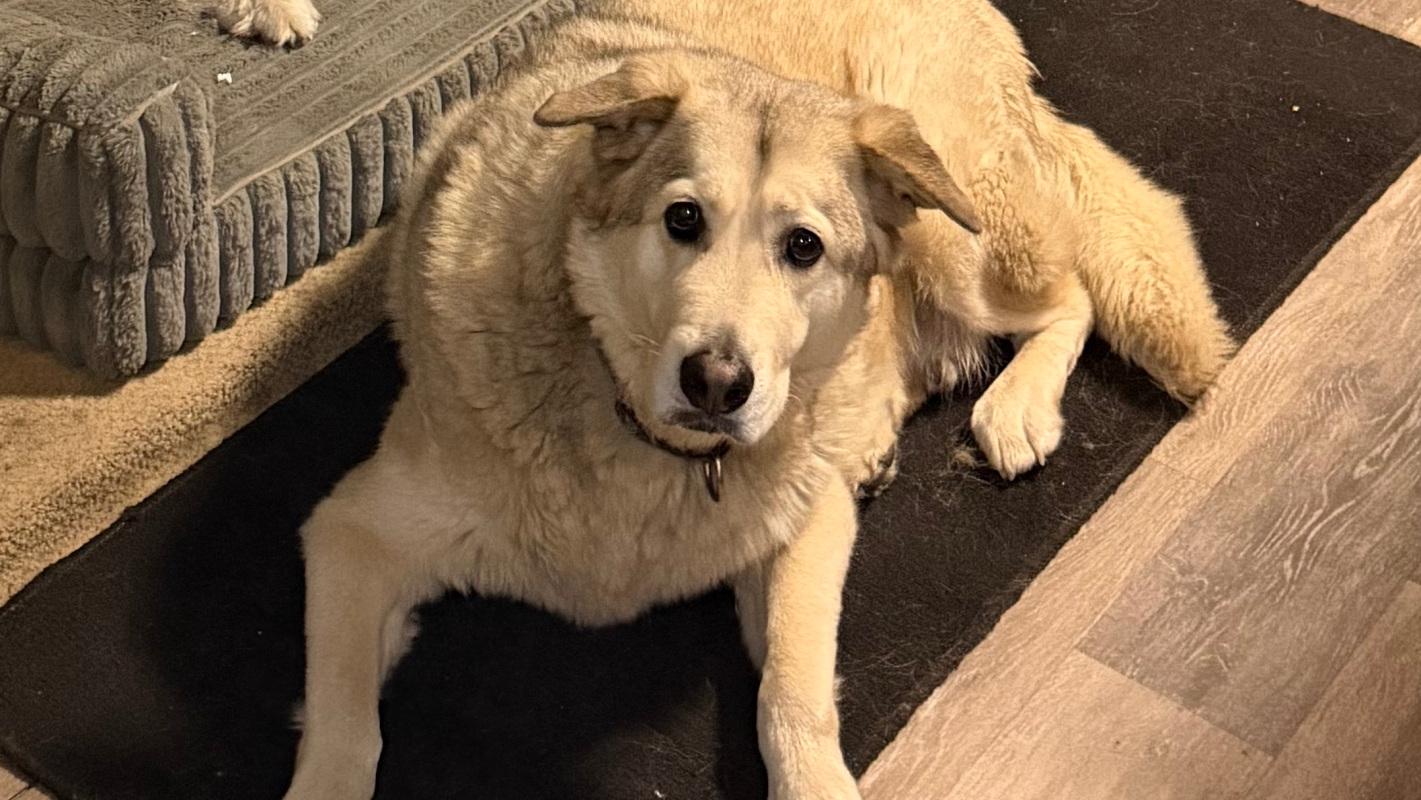 Help coco put Tucker to rest
