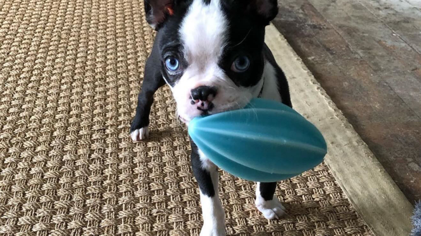 Get my puppy’s medical expenses paid for