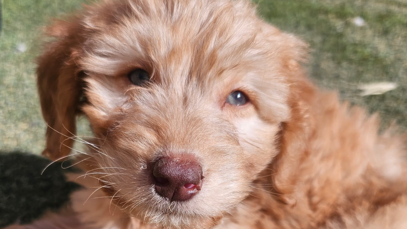 Bailey's medical expenses