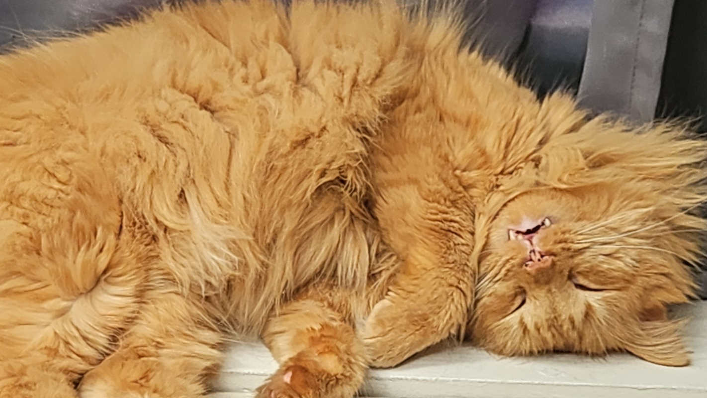 Niko's Urinary Blockage Removal