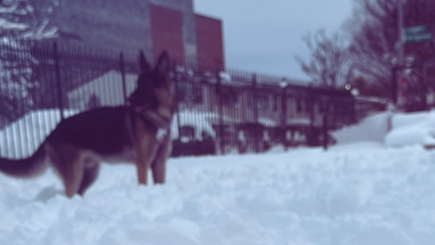 Help Prince get surgery for his GDV