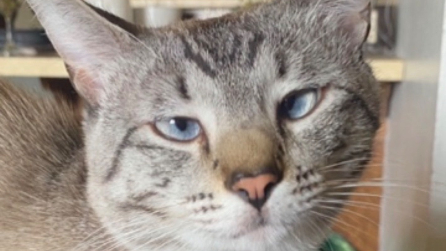 Sage’s emergency surgery