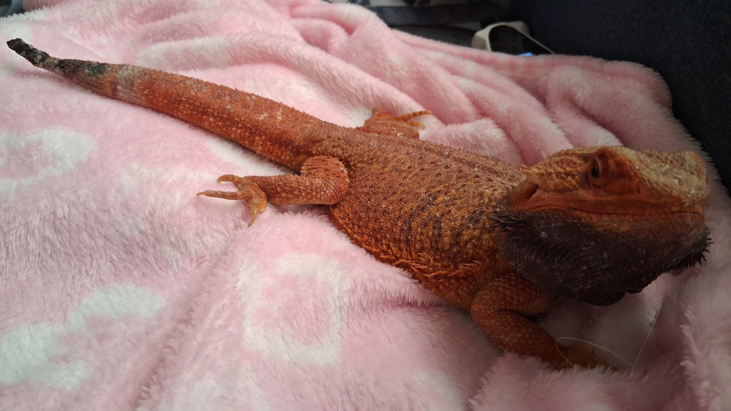 SUNSHINE MY BEARDED DRAGON