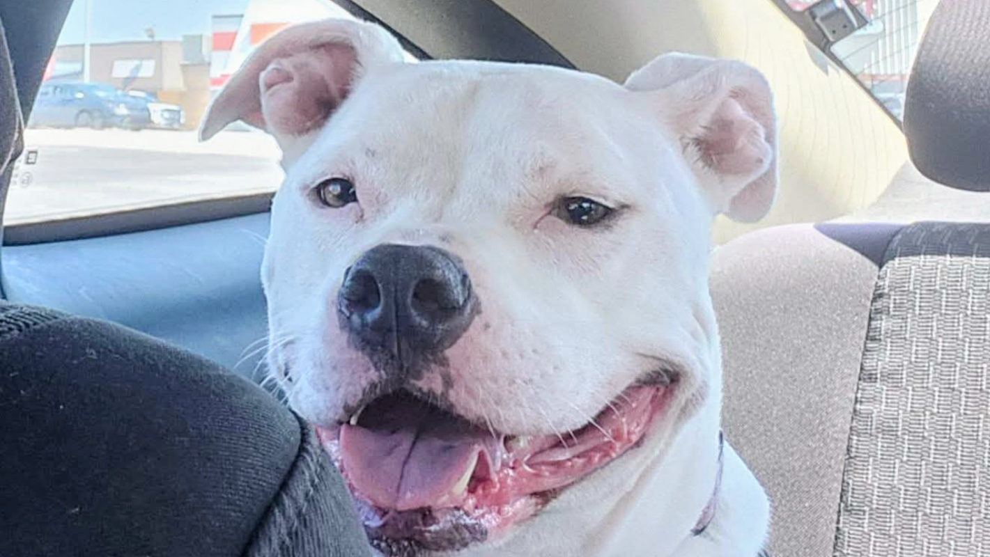 Bella needs Help!