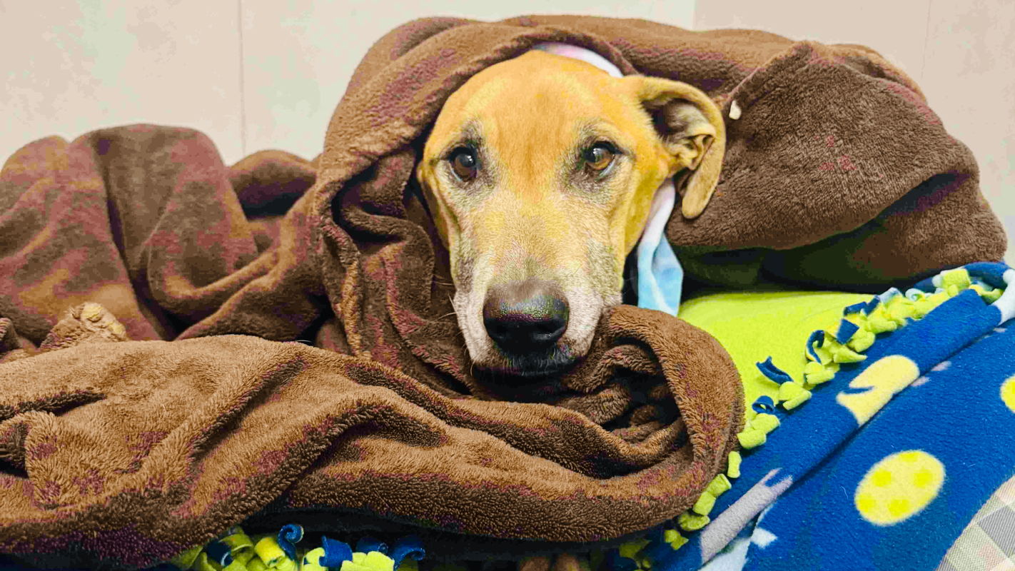 Help Destiny Conquer Valley Fever Diagnosis!