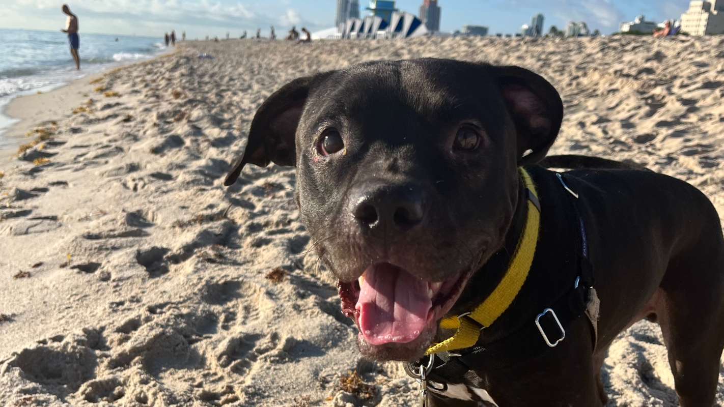 Logan's holiday pet sitting.