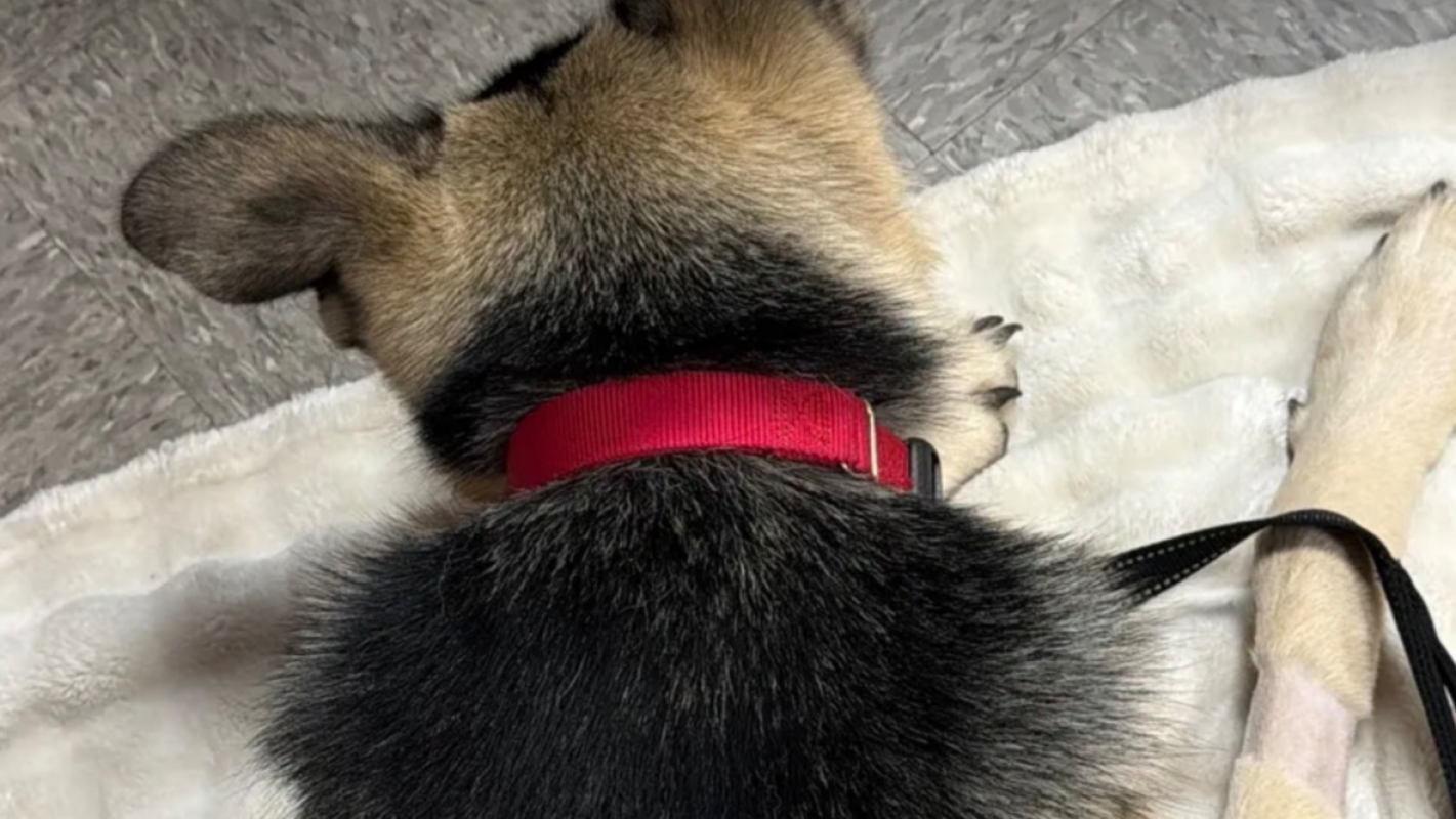 My sons dog