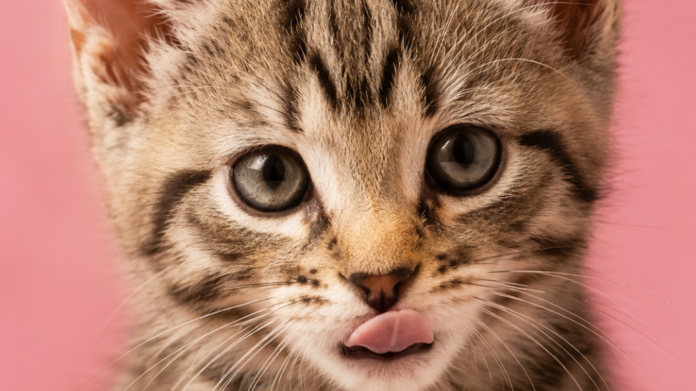 Pet Rescue Central Ohio