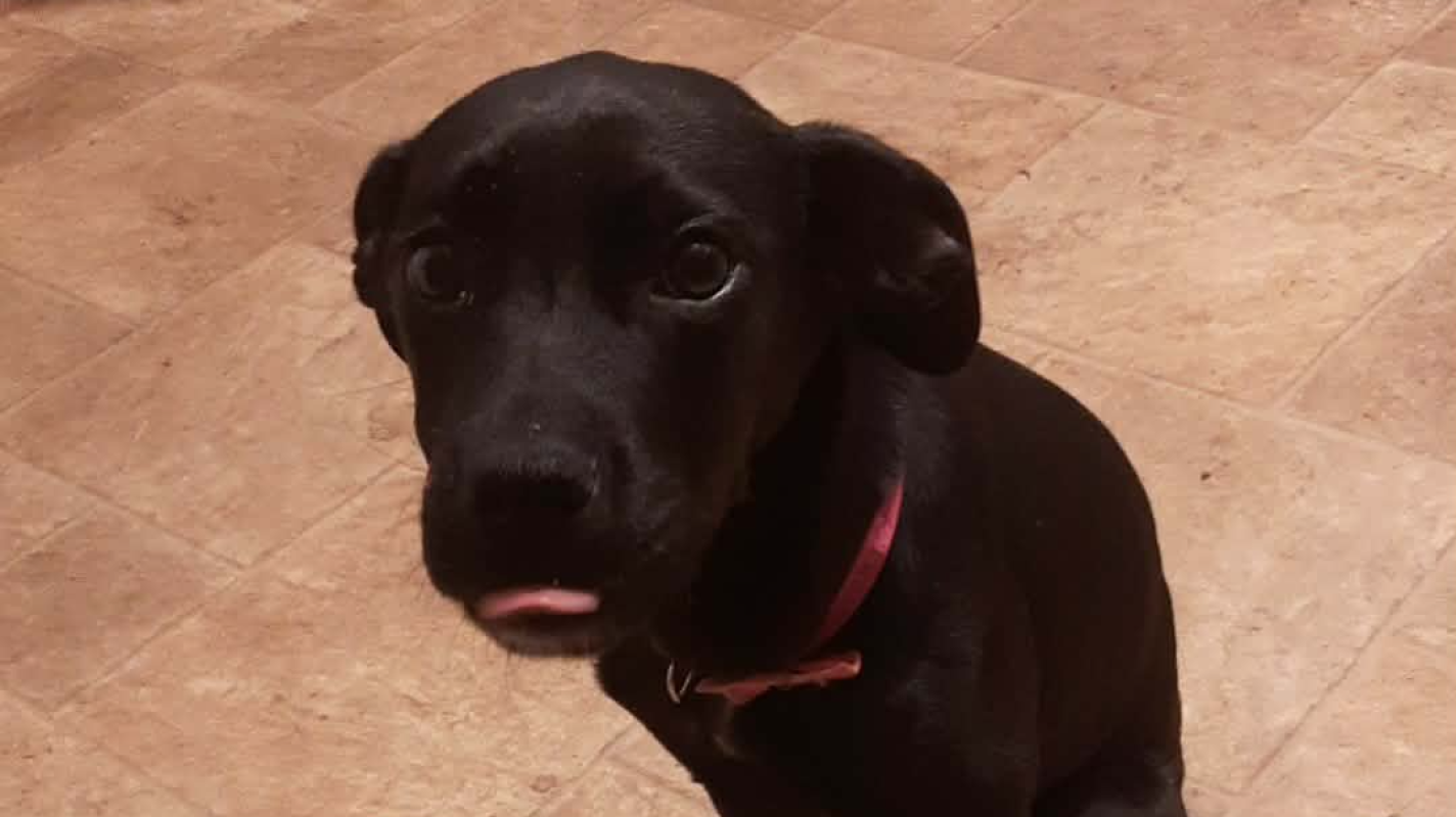 Emotional support puppy essential and vet needs