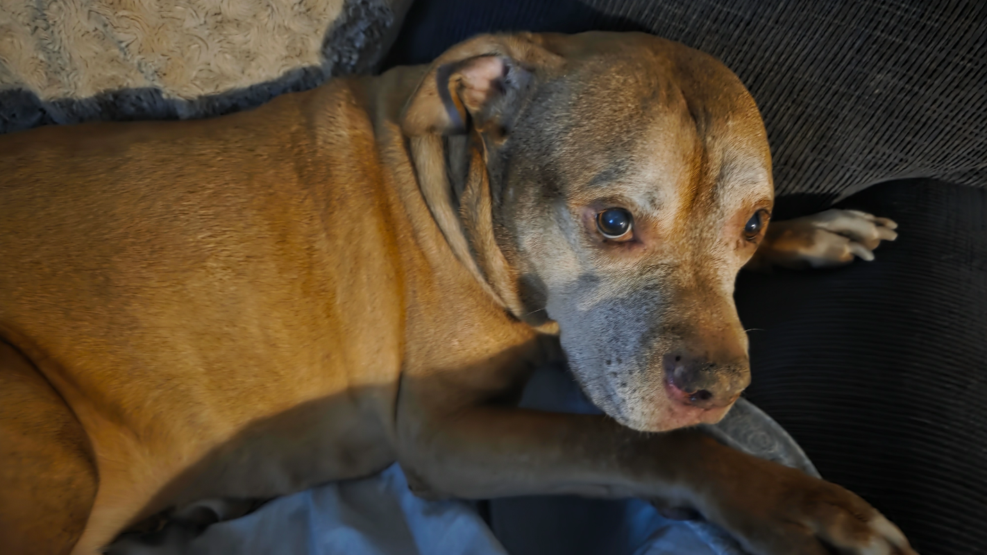 Help me put my best friend to rest