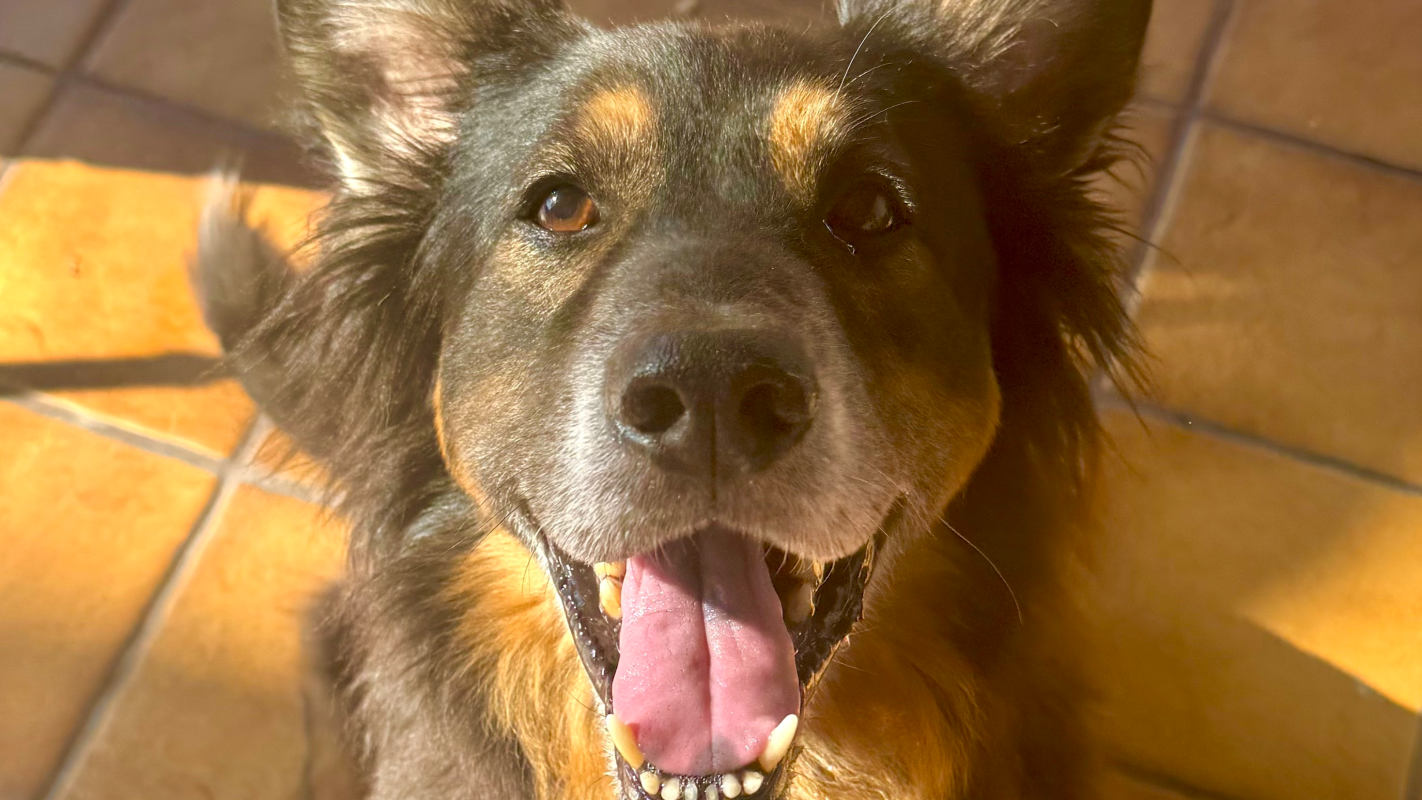 Sponsor a Spot for Special Guest Trainer