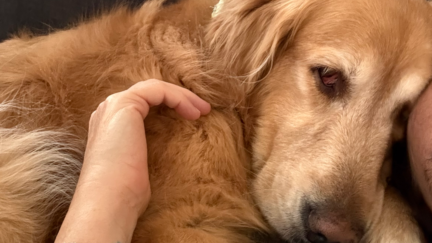 Luna’s medical fund