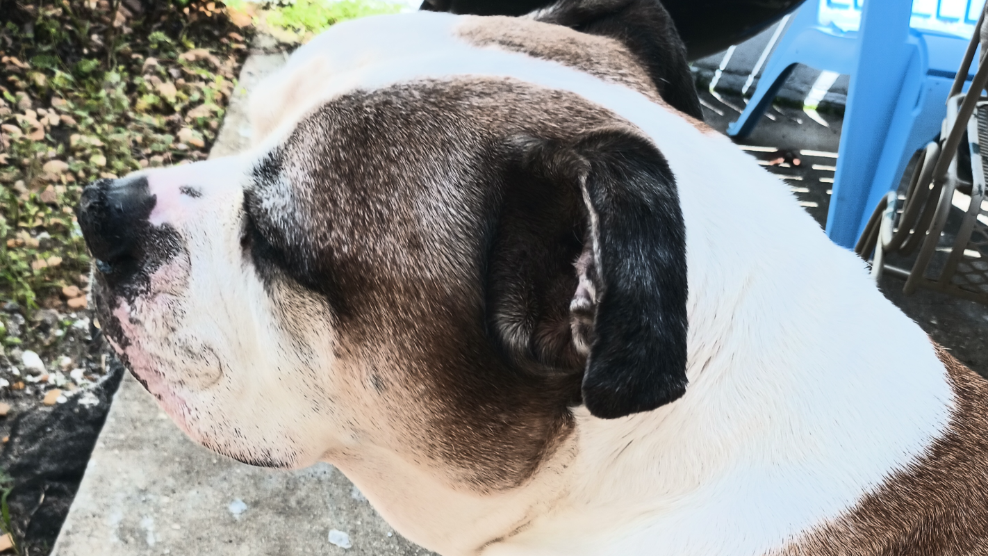 We need help saving our 13year old American bulldog!