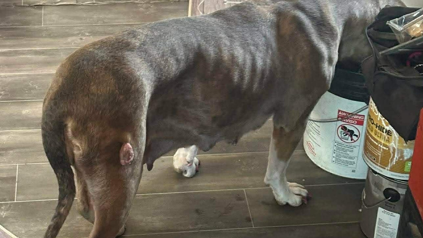 Emergency Surgery for My Service Dog