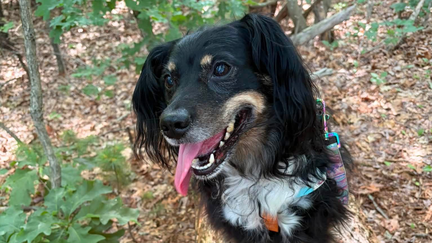 Operation: Angus Loses a Tooth