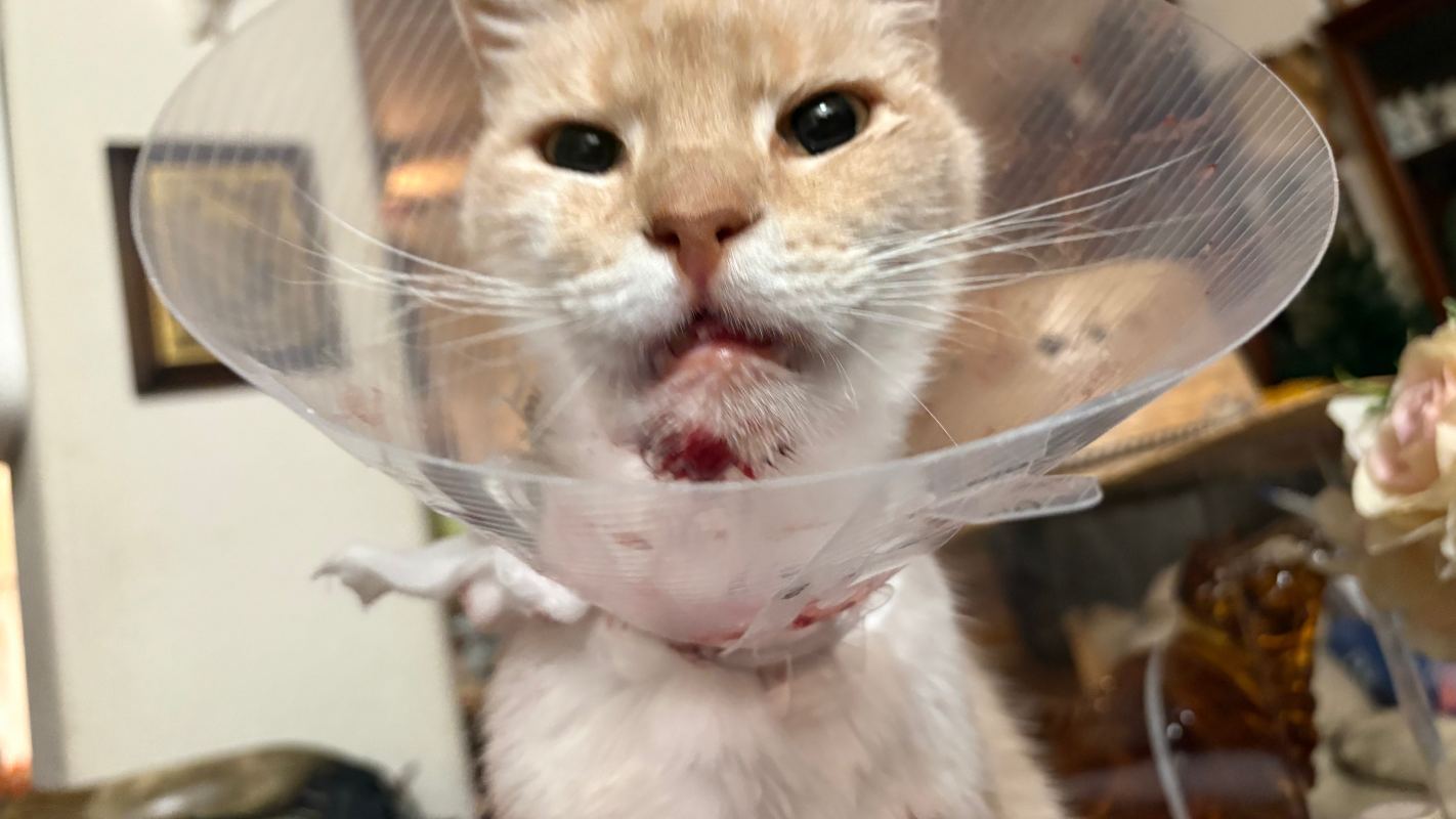 My sick cat