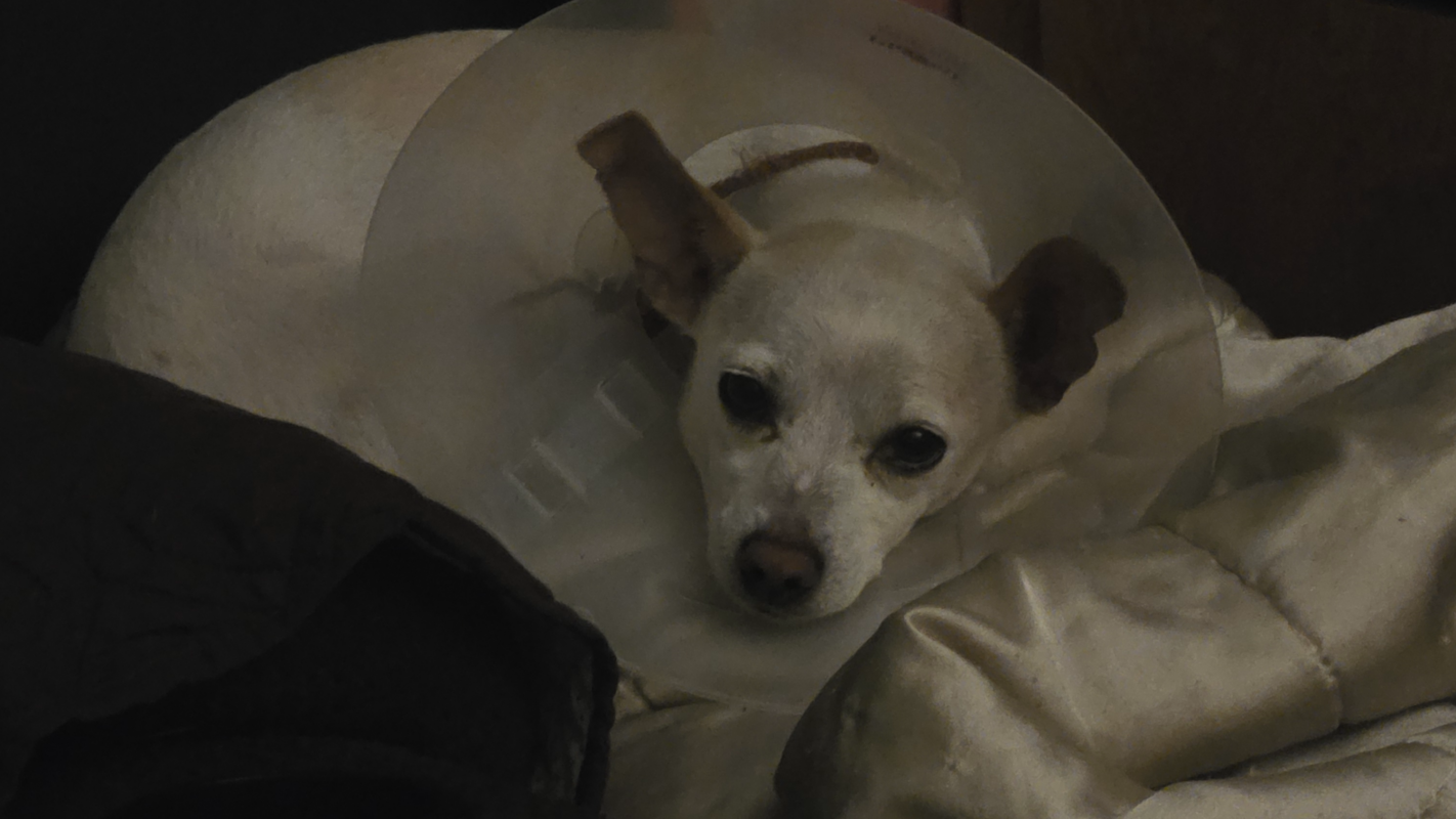 Sugar's Surgery