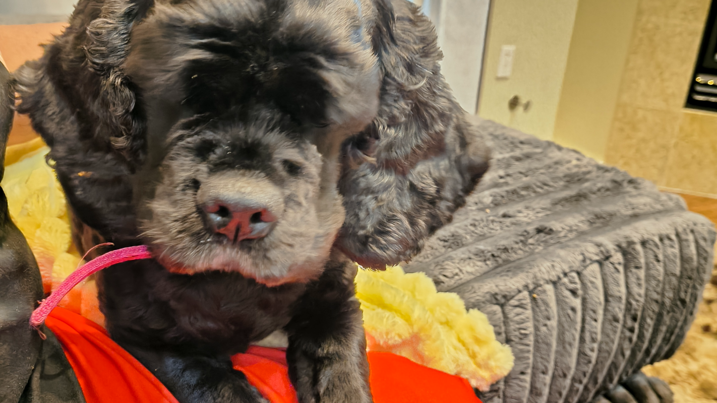 Bonnie's needed emergency surgery.