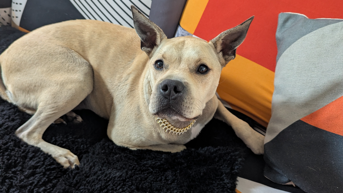 Dogs are man's best friend