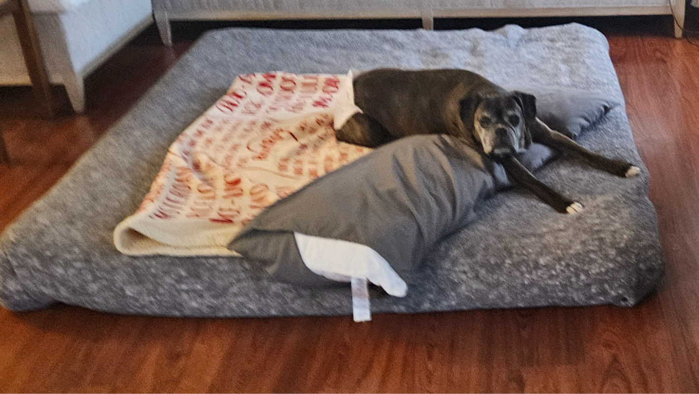 Roxy's Cancer Surgery