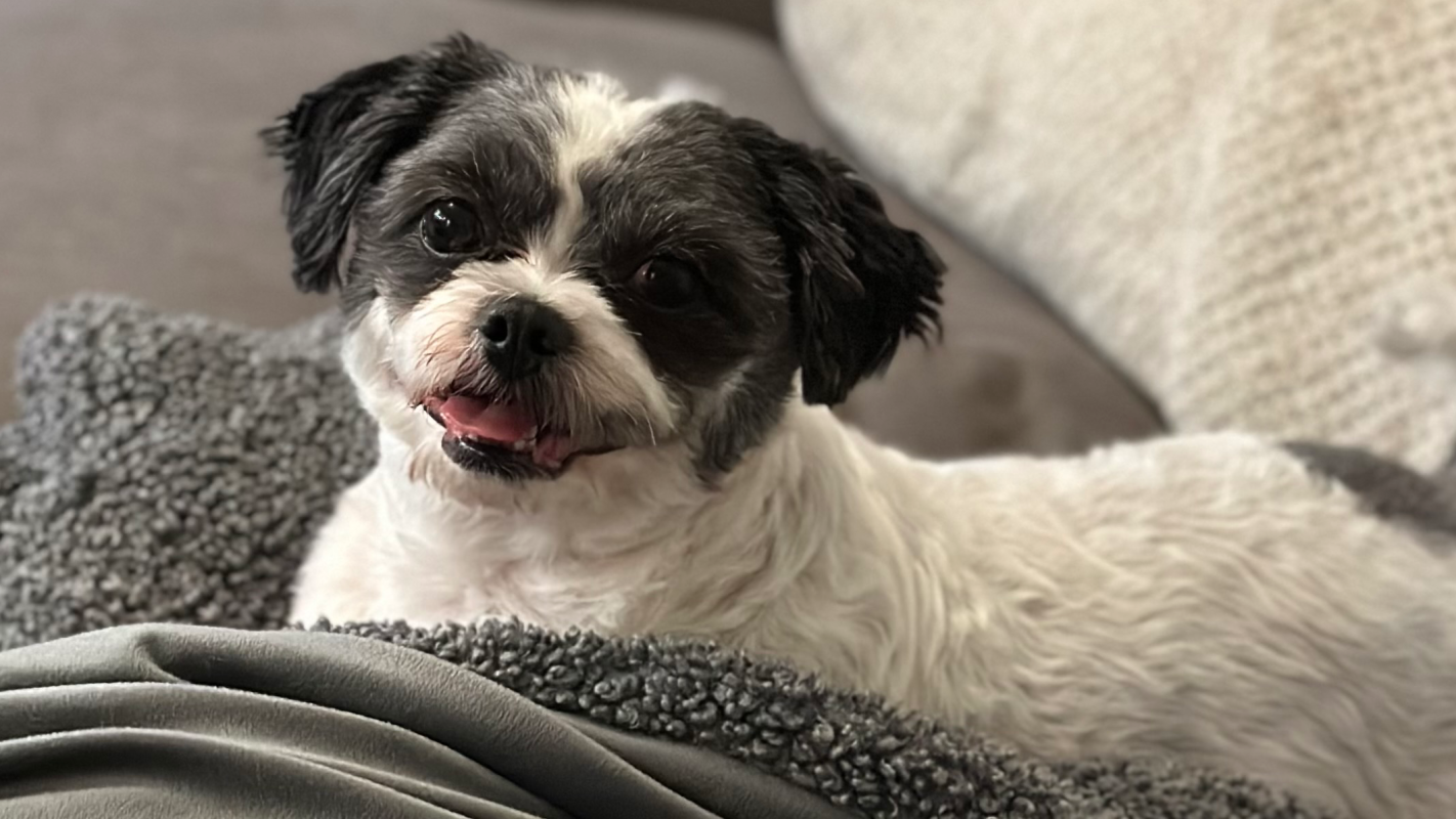 Ollie’s End Of Life Services