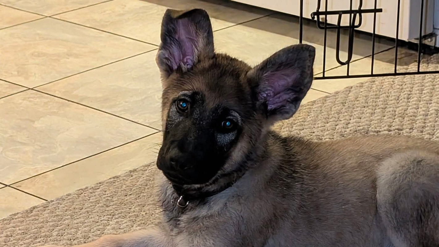 Rugers Parvo Meds & Vet Stay