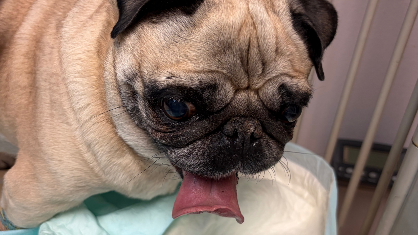 Frida’s Medical Needs
