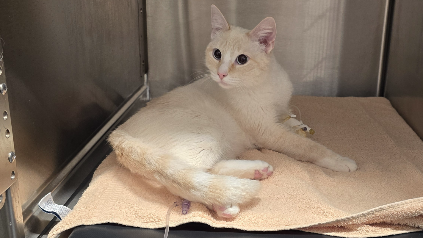 Help Us Get Prince Cheese Back on All Four Paws