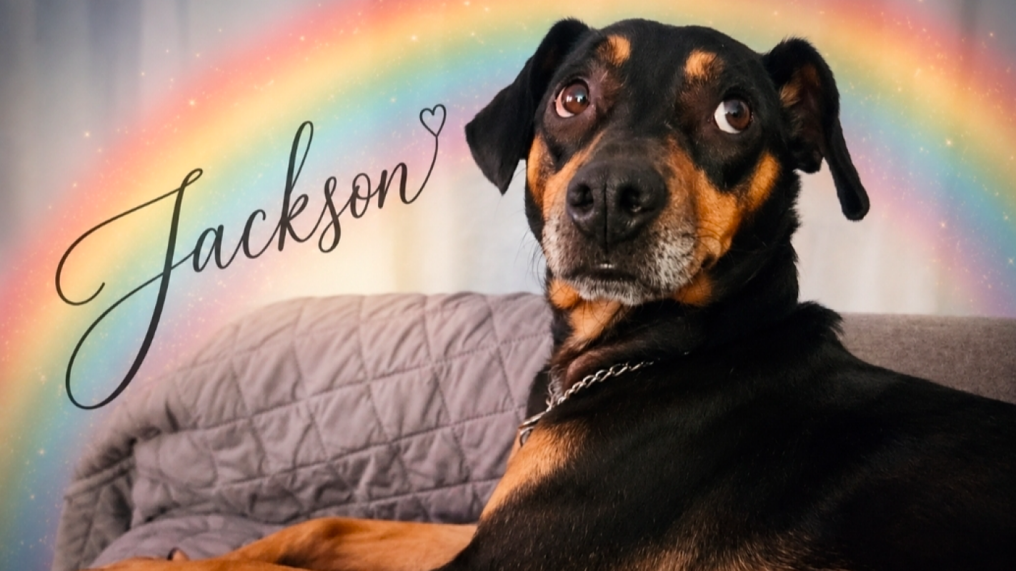 O'Mara Family Vet Bills for Jackson