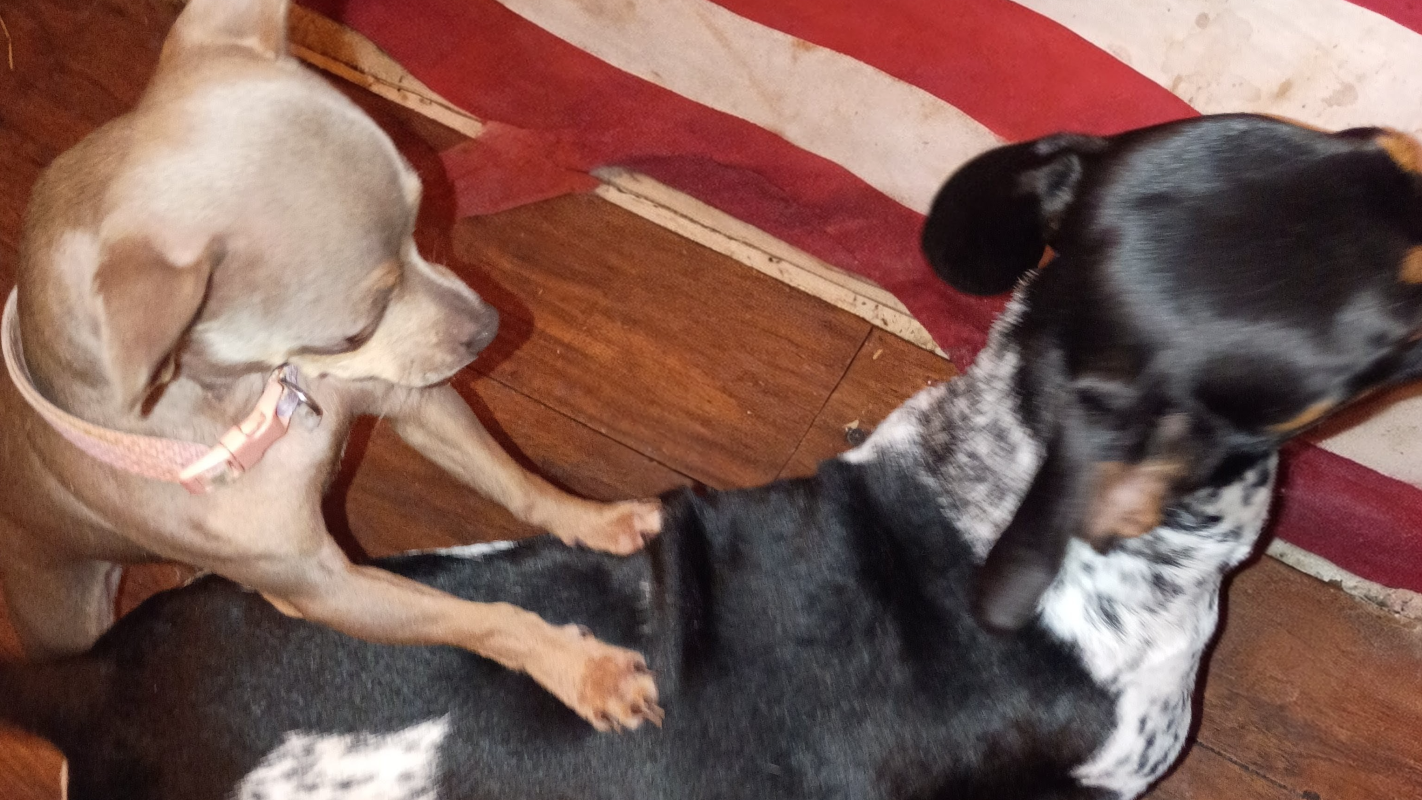 Bizzkitt and Penelope's Vet Care