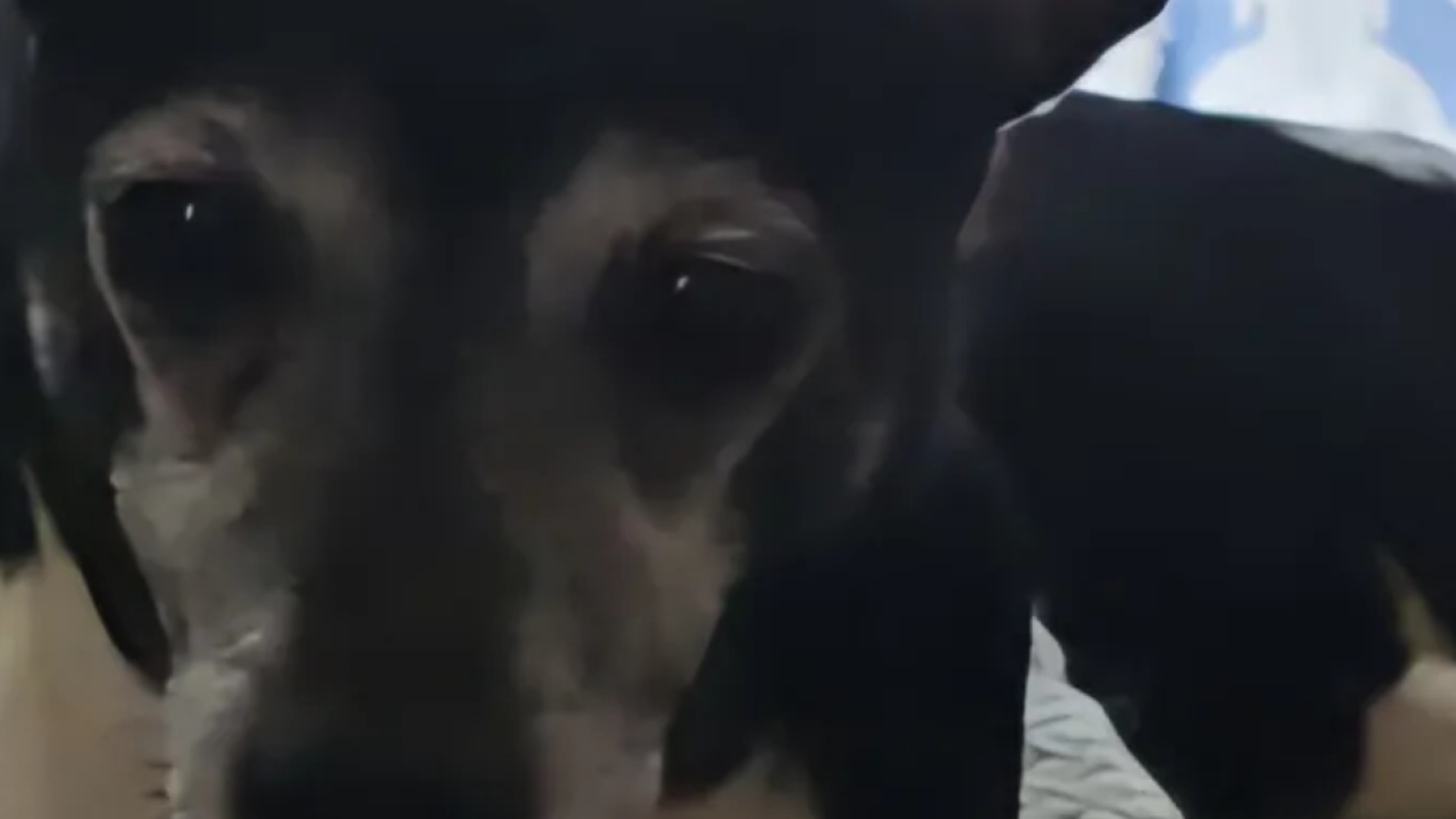 My Rat Terrier