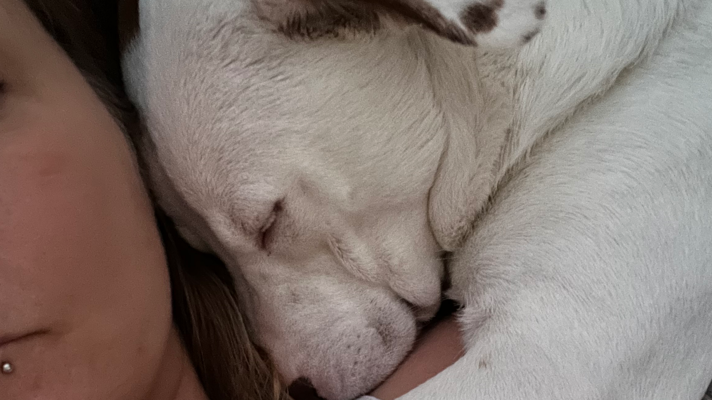 Food and housing for me and my dog
