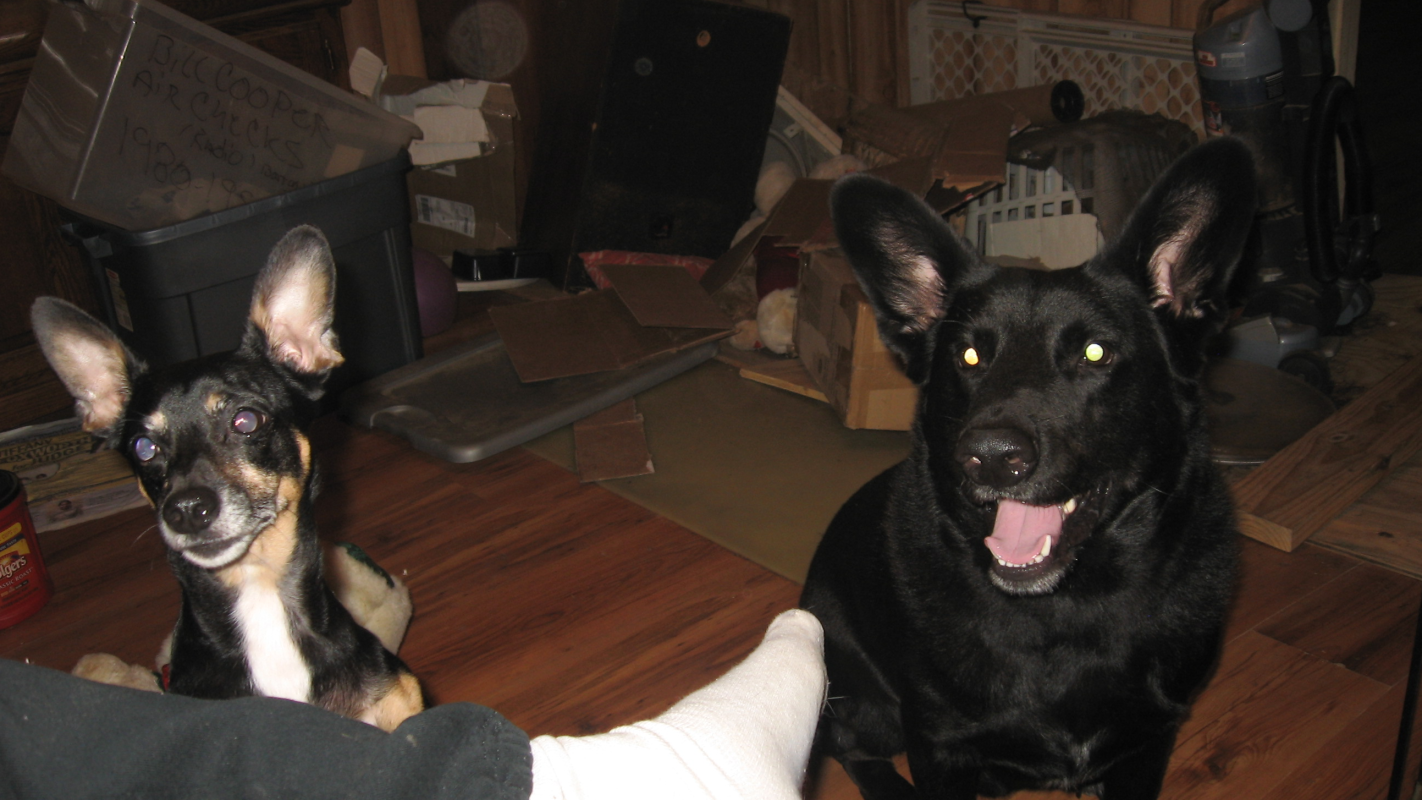 FENCING IN YARD FOR 2 DOGS ON A VERY BUSY ROAD .