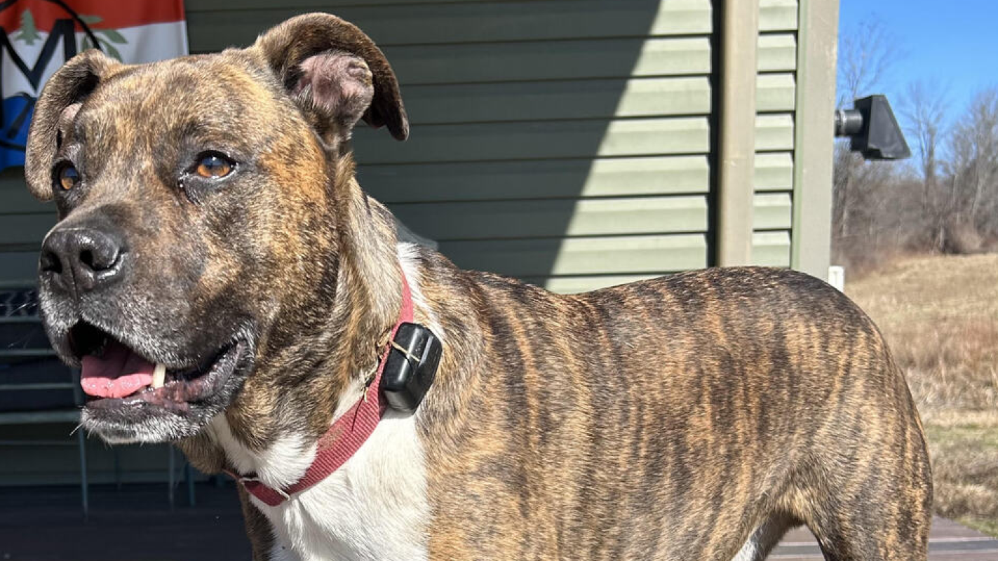 Tyke needs emergency surgery