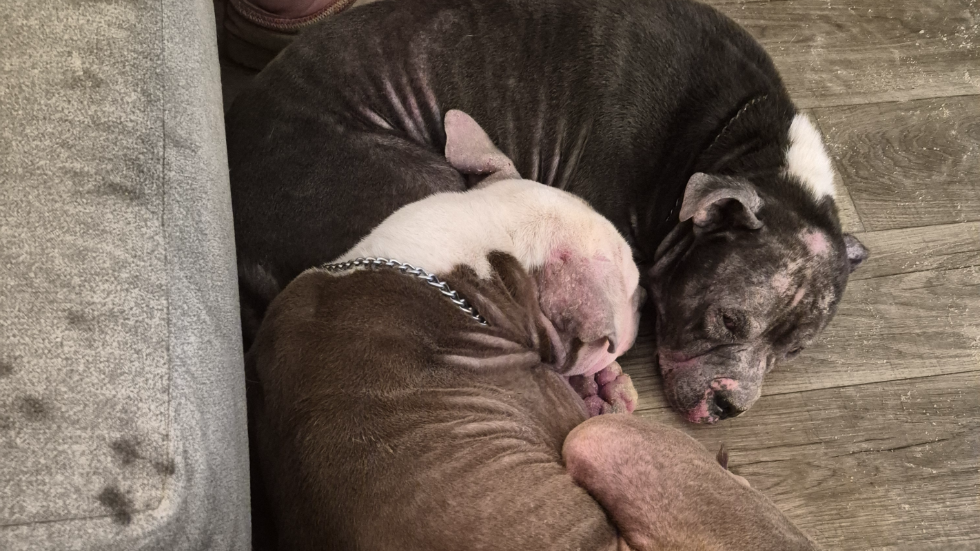 Please help me start a Pit Bull Rescue