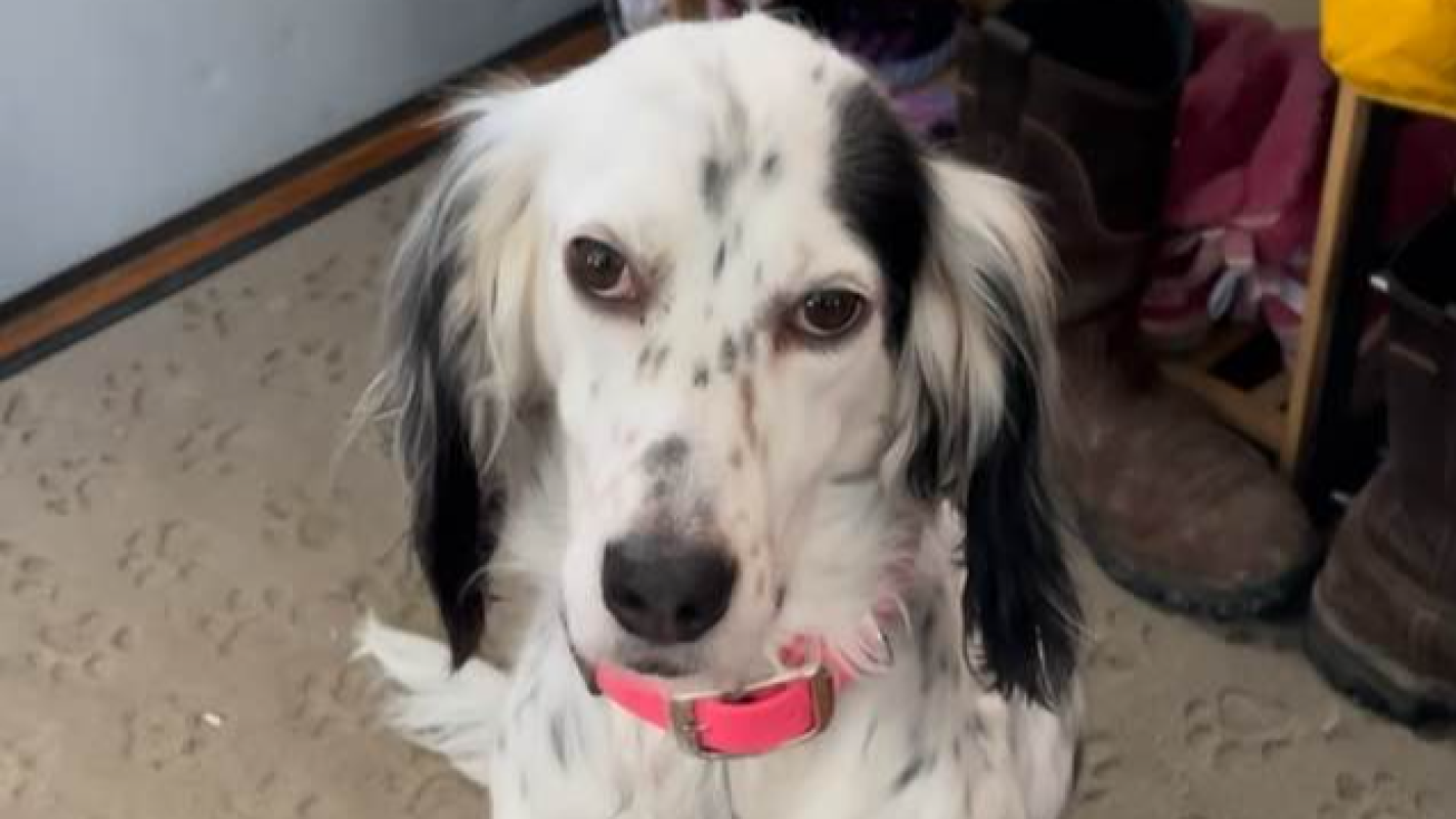 Bring Maggie Home to Eagle Bridge NY