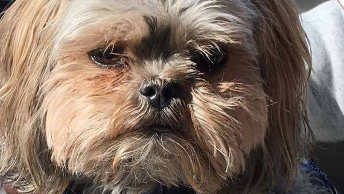 Help 4lb Pablo Get the Emergency Vet Care