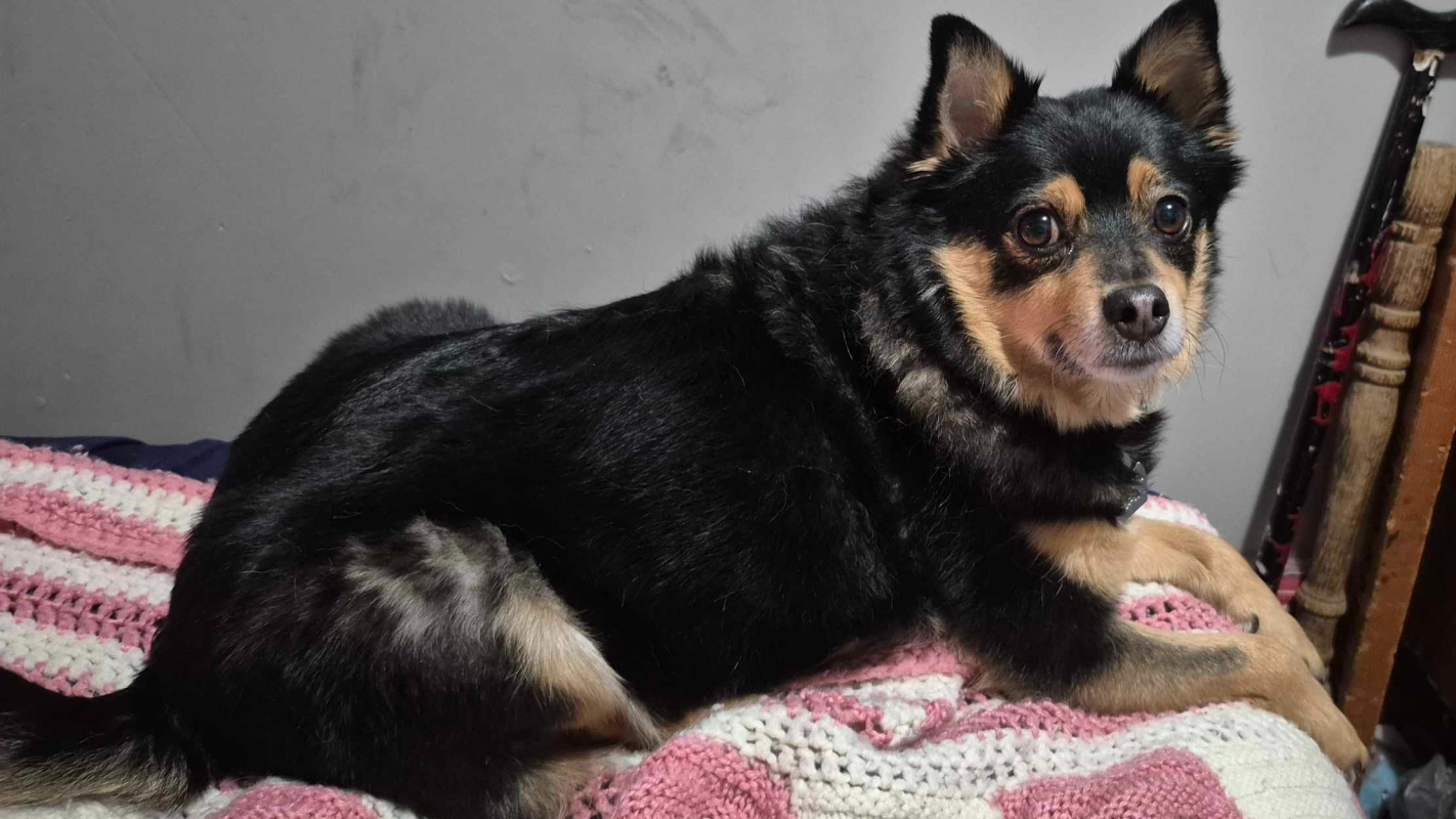 Teddy Bears knee surgery